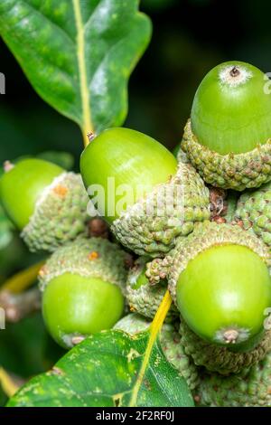 Acorns growing on an oak tree branch showing fresh green growth, stock photo image Stock Photo