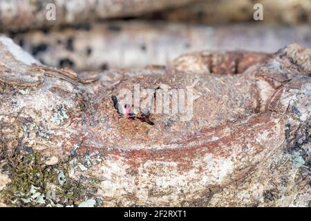 Puss Moth; Cerura vinula; Larva Spinning Cocoon; UK Stock Photo