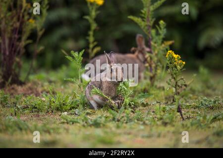 Rabbit Eating Ragwort; Oryctolagus cuniculus; Summer; UK Stock Photo