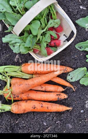 top view on organic carrots and radishes on the soil  freshly harvested in garden Stock Photo