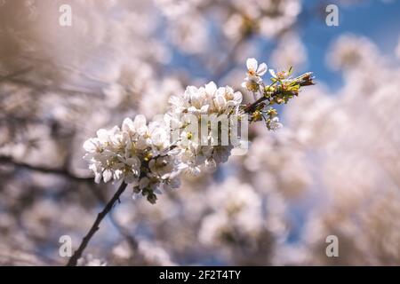 Cherry blossom. Blooming branch of cherry tree at spring. White and pink petal Stock Photo