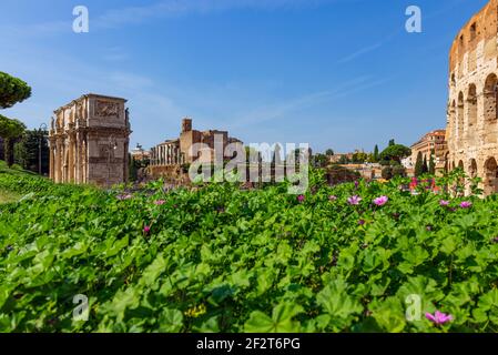 ROME, ITALY - SEPTEMBER 06, 2018: Arch of Constantine and The Colosseum at the Roman Forum in Rome Stock Photo