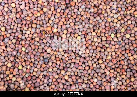 Peas. Red pea. Chickpea. (rare type of red pea) Background. Stock Photo