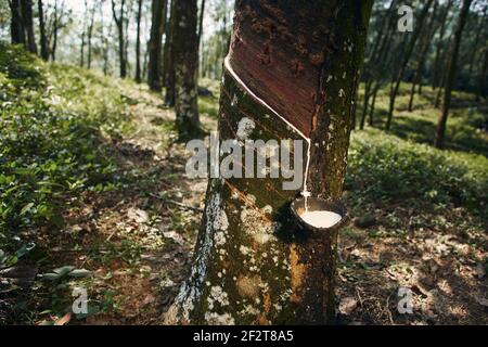 Collecting natural latex from rubber tree in plantation forest. Agriculture in Sri Lanka. Stock Photo