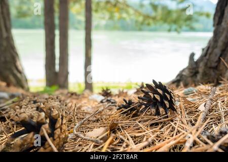 a pine cone that has fallen from a tree lies on the dry grass among coniferous needles, leaves on the background of a natural forest landscape Stock Photo