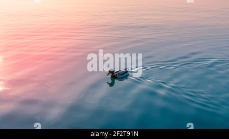 Duck drake on the calm waters of Lake Garda in the rays of the setting sun. Italy Stock Photo