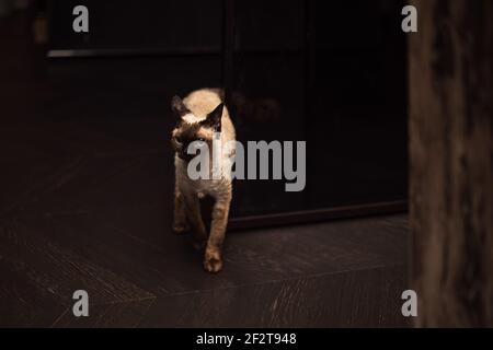 Beautiful Devon Rex cat (Blu Point type) In the home interior. Selective focus, bokeh Stock Photo