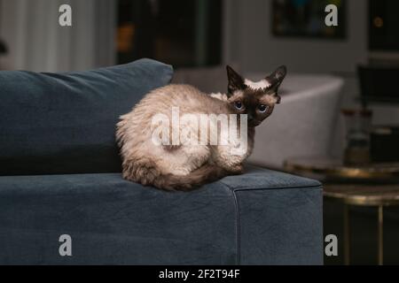 Beautiful Devon Rex cat (Blu Point type) In the home interior. Selective focus, bokeh Stock Photo