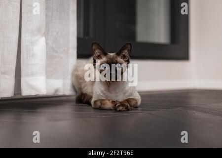 Beautiful Devon Rex cat (Blu Point type) In the home interior. Selective focus, bokeh Stock Photo