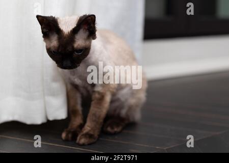 Sad little kitty. Devon Rex cat (Blu Point type) In the home interior. Selective focus, bokeh Stock Photo