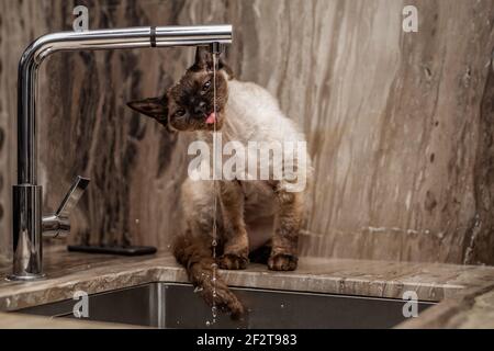 Devon Rex cat (Blu Point type) drinking water from a water tap in the kitchen decorated with beautiful marble. Stock Photo