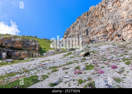 Beautiful view of idyllic mountain scenery. Three sheeps in an alpine meadow with summer flowers in the Italian Dolomites. Italian Alps, Colfosco - Al Stock Photo