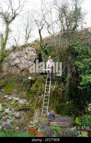 Man wearing hardhat on ladder leaning against a rocky precipice wall in garden with chainsaw trimming trees & branches in spring Wales UK KATHY DEWITT Stock Photo