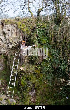 Man wearing hardhat on ladder leaning against a rocky precipice wall in garden with chainsaw trimming trees & branches in spring Wales UK KATHY DEWITT Stock Photo