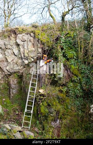 Man wearing hardhat on ladder leaning against a rocky precipice wall in garden with chainsaw trimming trees & branches in spring Wales UK KATHY DEWITT Stock Photo