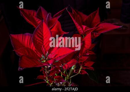 Red poinsettia plant, Euphorbia pulcherrima, illuminated by a sun beam against a dark background. Abruzzo, Italy, Europe Stock Photo