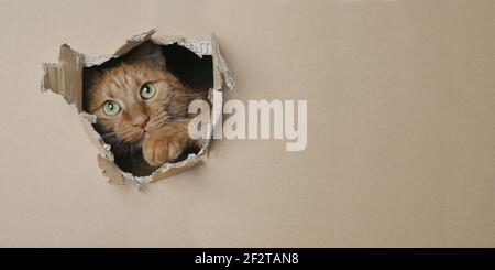 Funny ginger cat looking curious out of a hole in a cardboard box. Panoramic image with copy space. Stock Photo