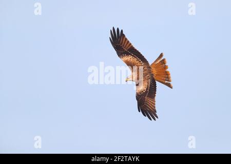 A Red Kite (Milvus milvus) in flight in the UK Stock Photo