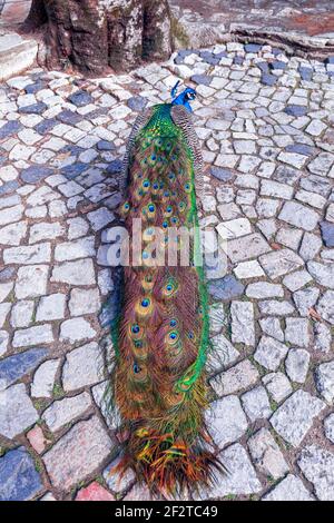 Bright and colorful Indian Male Peacock on a cobblestone pavement. Stock Photo