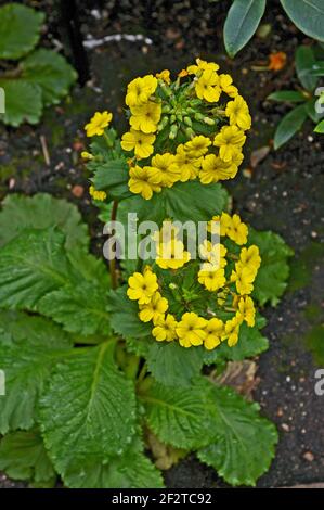 A Primula x kewensis in the Temperate House at Kew Gardens Stock Photo
