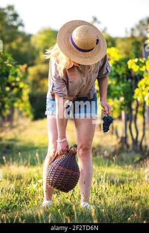 Woman picking up demijohn at vineyard. Young vintner holding carboy with wine Stock Photo