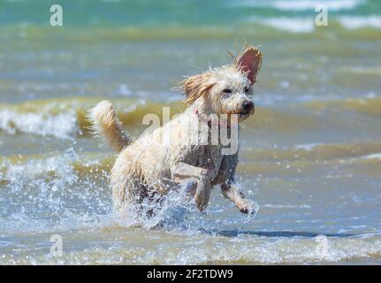 White male labradoodle dog (Canis lupus familiaris) running on a beach and ocean after coming out of the sea on a hot day, in the UK.