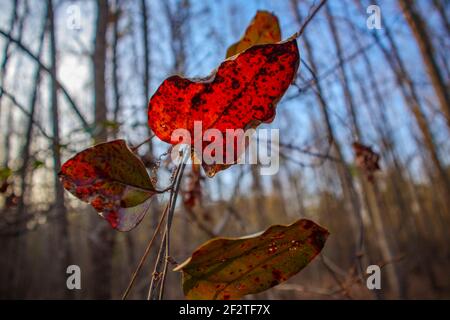 Looking up at a red and green colored leaf with a forest background colorful with vines Stock Photo