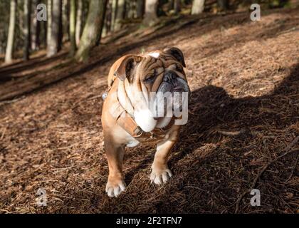English British Bulldog looking at camera in orange harness and walking in the forest on spring sunny day Stock Photo