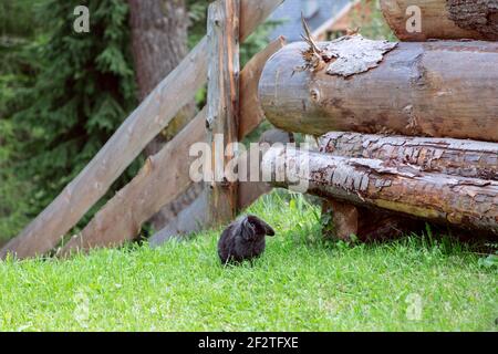 A black lop-eared rabbit sits on green grass beside a rustic wooden fence and stacked logs in an Italian garden. Stock Photo