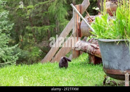 A black lop-eared rabbit sits on a green lawn beside a rustic wooden fence and potted plants in an Italian garden. Stock Photo