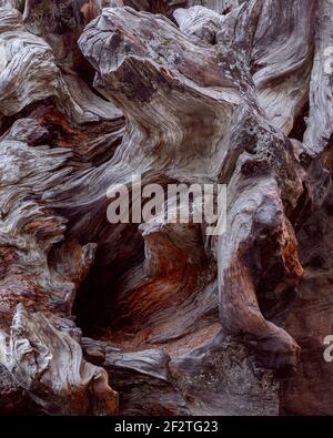 Sequoia root. Wood texture. Mahogany Root Texture. (High resolution) Stock Photo
