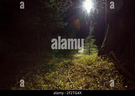 Young sequoia in Giant Sequoias Forest. Sequoia National Forest in California, Sierra Nevada Mountains. USA Stock Photo