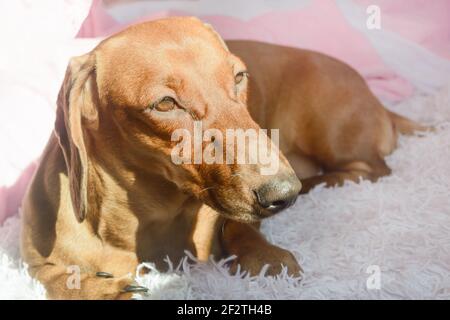 Red dachshund dog is basking in sunlight. Close-up, selective focus. Stock Photo