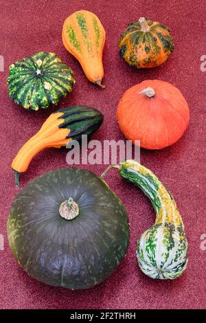 Pumpkins and striped ornamental gourds form a vertical flat lay on red glitter paper, photographed with focus stacking. Stock Photo