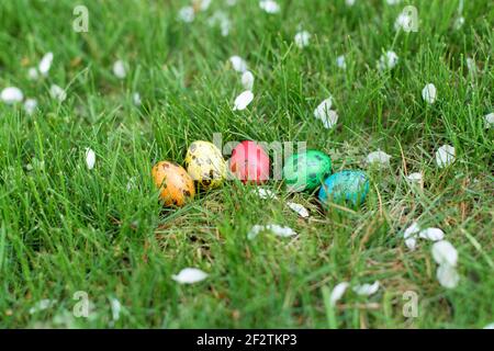 Hidden in the grass Easter eggs, which are painted in different colors Stock Photo