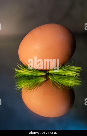 Image of a brown free range egg on a bed of green spiky leaves on a reflective surface in warm light Stock Photo