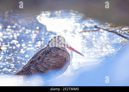 Closeup of a Eurasian woodcock, Scolopax rusticola, foraging in winter snow. Stock Photo