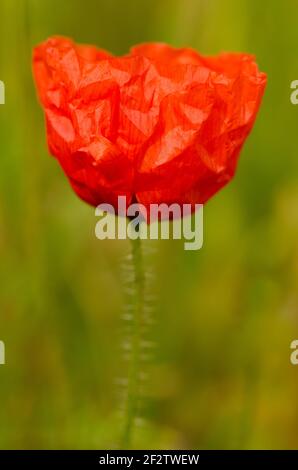 A single red Poppy standing proud amongst a field of yellow marigolds ...