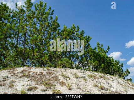 Beautiful summer landscape with a sunny slope and forest. Summer pine forest. Relict Crimean pines. Weekend in nature. Crimean pine on a chalk hill Stock Photo