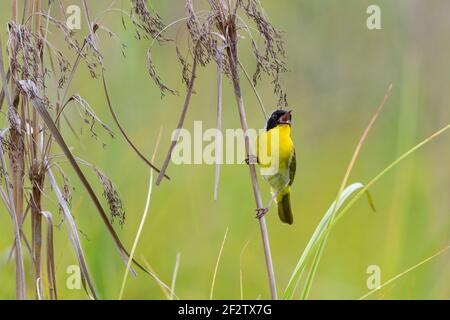 01490-00407 Common Yellowthroat (Geothlypis trichas) male singing in prairie Marion Co. IL Stock Photo
