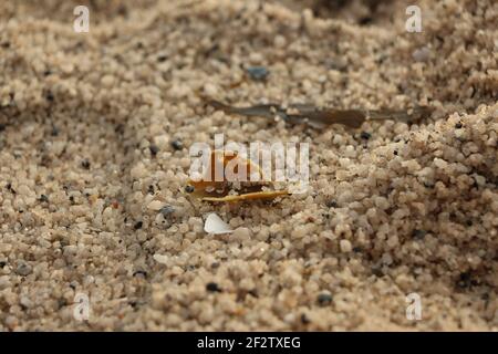 Seaweed lying on the shingle sand of the Carlyon Bay beach in Cornwall, England Stock Photo