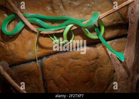 Green Vine Snake, Oxybelis fulgidus, in dark habitat. Non venomous snake in the nature habitat.  Animal from South America. Yellow blue snake in the n Stock Photo