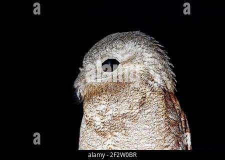 Common Potoo, Nyctibius griseus, nocturnal tropic bird sitting on the tree branch, night action scene, animal in the dark nature habitat, Pantanal, Br Stock Photo