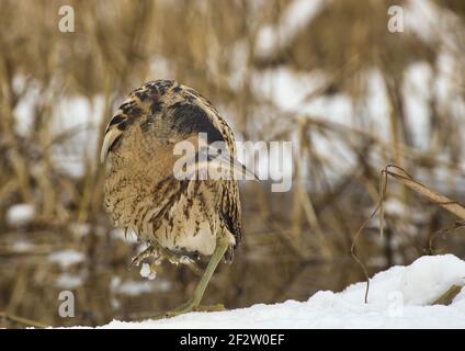 The Eurasian bittern (Botaurus stellaris) hunts fish in winter, on the shore of a pond. Poland in February. Horizontal view. Stock Photo