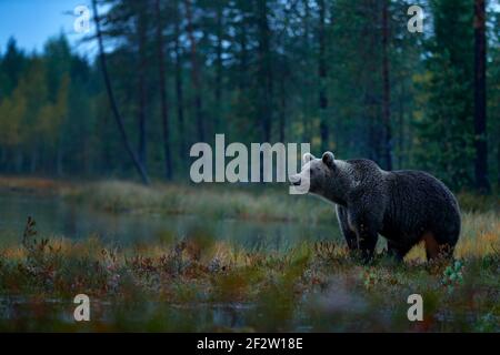 Bear hidden in yellow forest. Autumn trees with bear. Beautiful brown bear walking around lake with fall colours. Dangerous animal in nature wood, mea Stock Photo