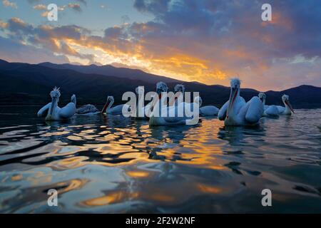 Dalmatian pelican, Pelecanus crispus, in Lake Kerkini, Greece. Flock of birds on water surface. Wildlife scene from Europe nature. Evening wide angle. Stock Photo