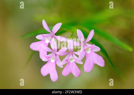 Oerstedella centradenia, Panama wild orchid, pink flower, nature habitat. Beautiful orchid bloom, close-up detail. Wild flower from South America. Art Stock Photo