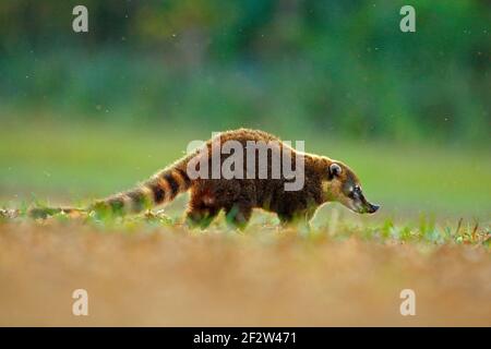 Coati nature habitat, Pantanal, Brazil Animal from tropic forest. Wildlife scene from the nature. Animal in yellow and grass, dark background. South A Stock Photo