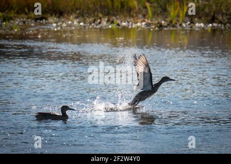 A female mallard duck takes off on the Madison River in Yellwostone National Park, USA Stock Photo
