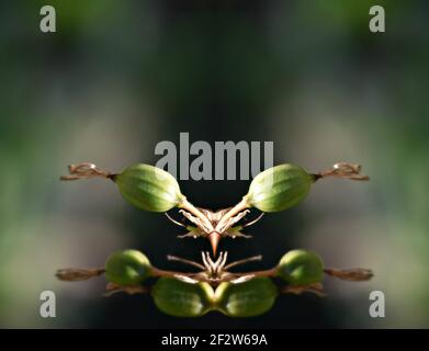 Red Yucca (Hesperaloe parviflora) green seed pods on an abstract  composition Stock Photo - Alamy